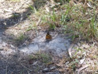 I saw about 20 of these butterflies!