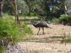 I still can't believe I saw an emu!
