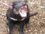 Tasmanian Devil